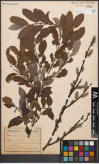 Foto von Salix cinerea L.